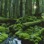 reduce carbon footprint